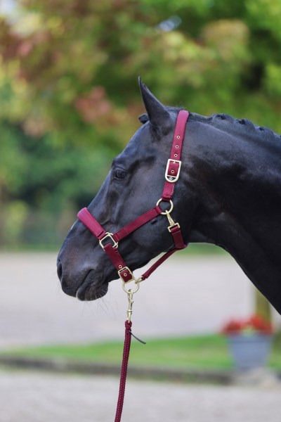 Abi producten classy halster veulenshetland merlot rood