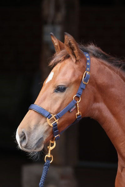 Veulenhalster topline navy