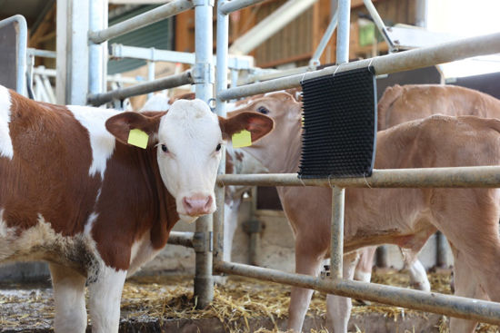 Abi krabkussen v zuil en wandmontage 30 x 40cm