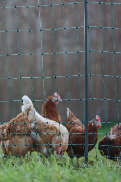 Ako producten poultrynet premium niet elektrificeerbaar 50m dubb pen