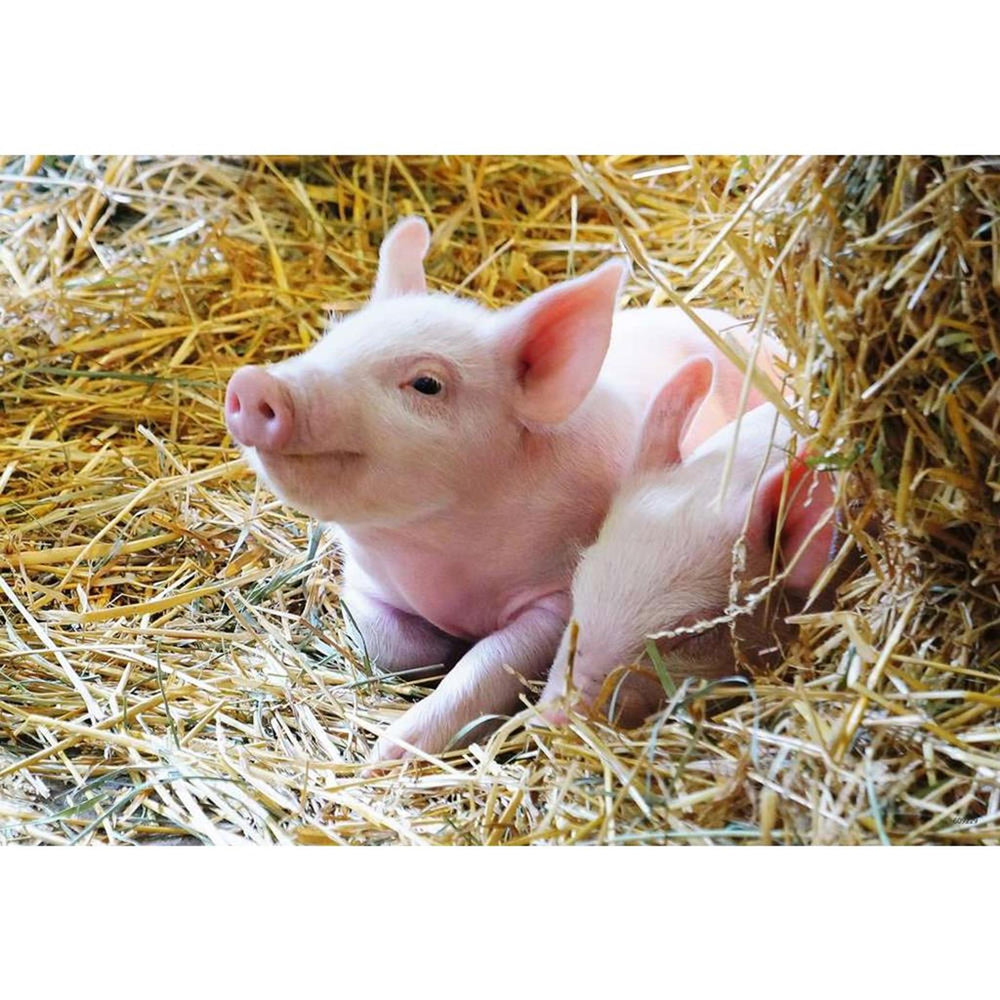 Ravensburger farm animals puzzle 2x12 pieces