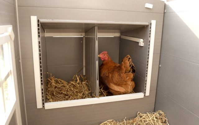 Producten kippenhok eco stal kunststof barney