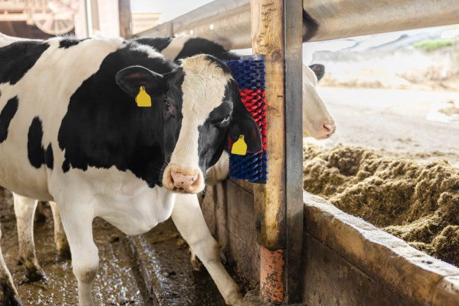 Producten halfronde koeborstel veeborstel blauwrood xl