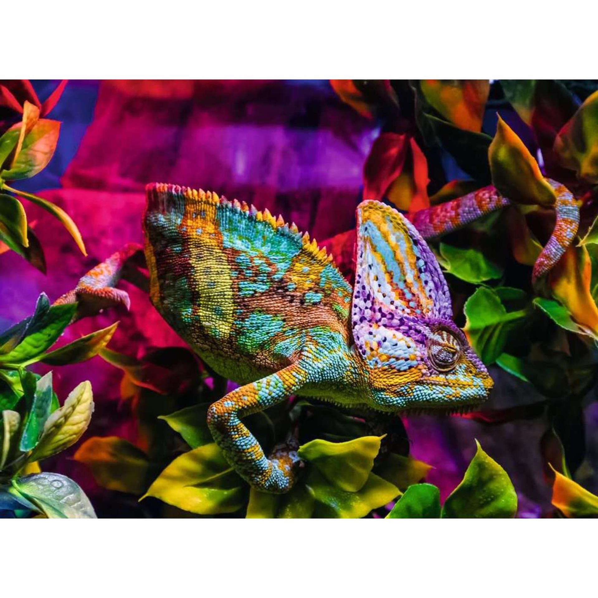 Ravensburger legpuzzel kleurrijke dieren kameleon, 500st.