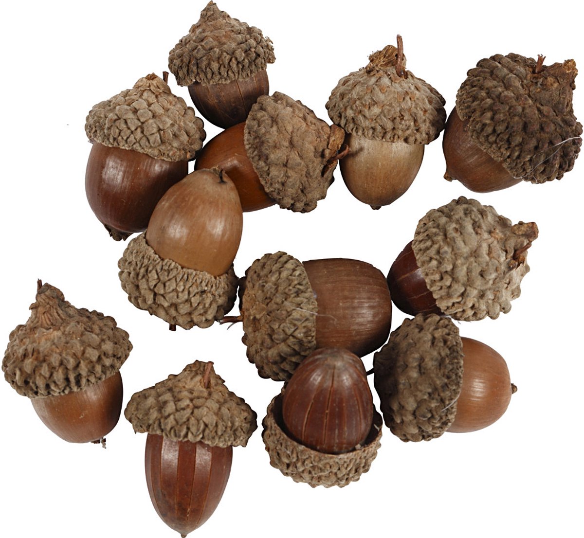 Creative Company acorns, 12 pcs.