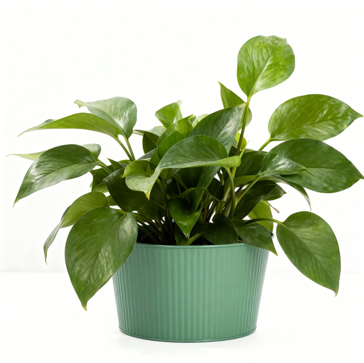 Arti casa plantenpot ø25xh14cm - rond model met geribbeld ontwerp - geschikt voor diverse plantmaten - voor binnen en buiten - eenvoudig te verplaatsen en reinigen - groen