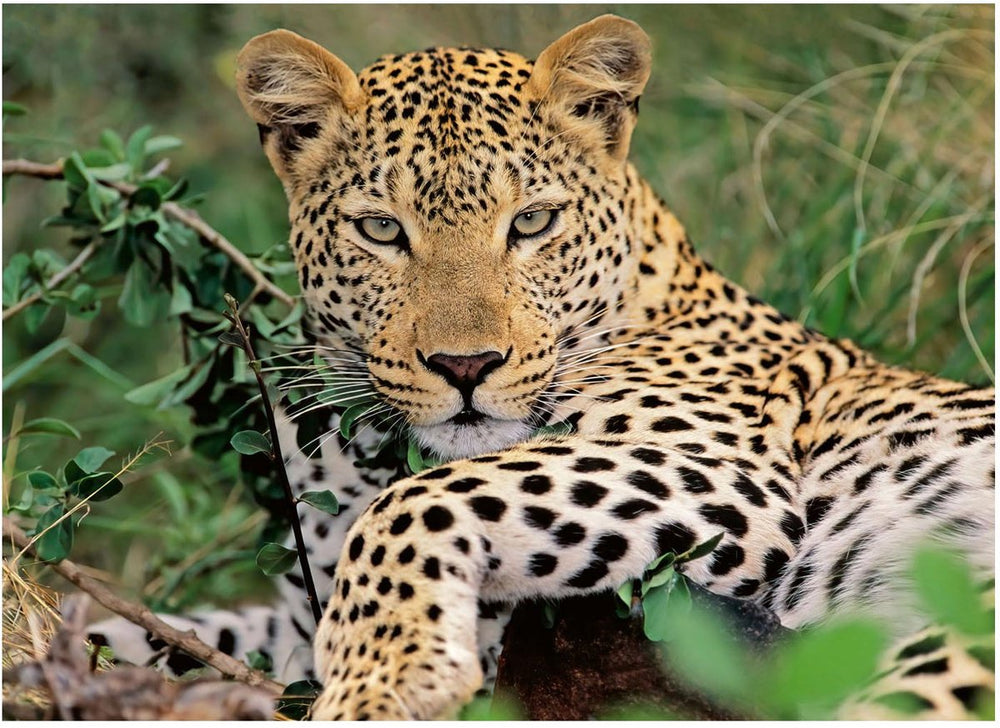 Ravensburger Leopard Jigsaw Puzzle, 100 pcs. XXL