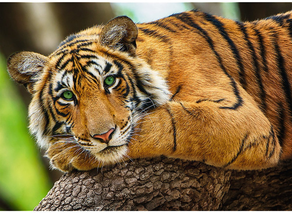 Trefl puzzel tijger dieren - 500 stukjes legpuzzel karton.