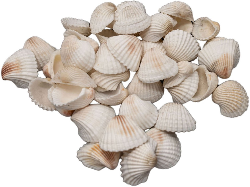 Kleuringen - grote ark schelpen, 500 gram
