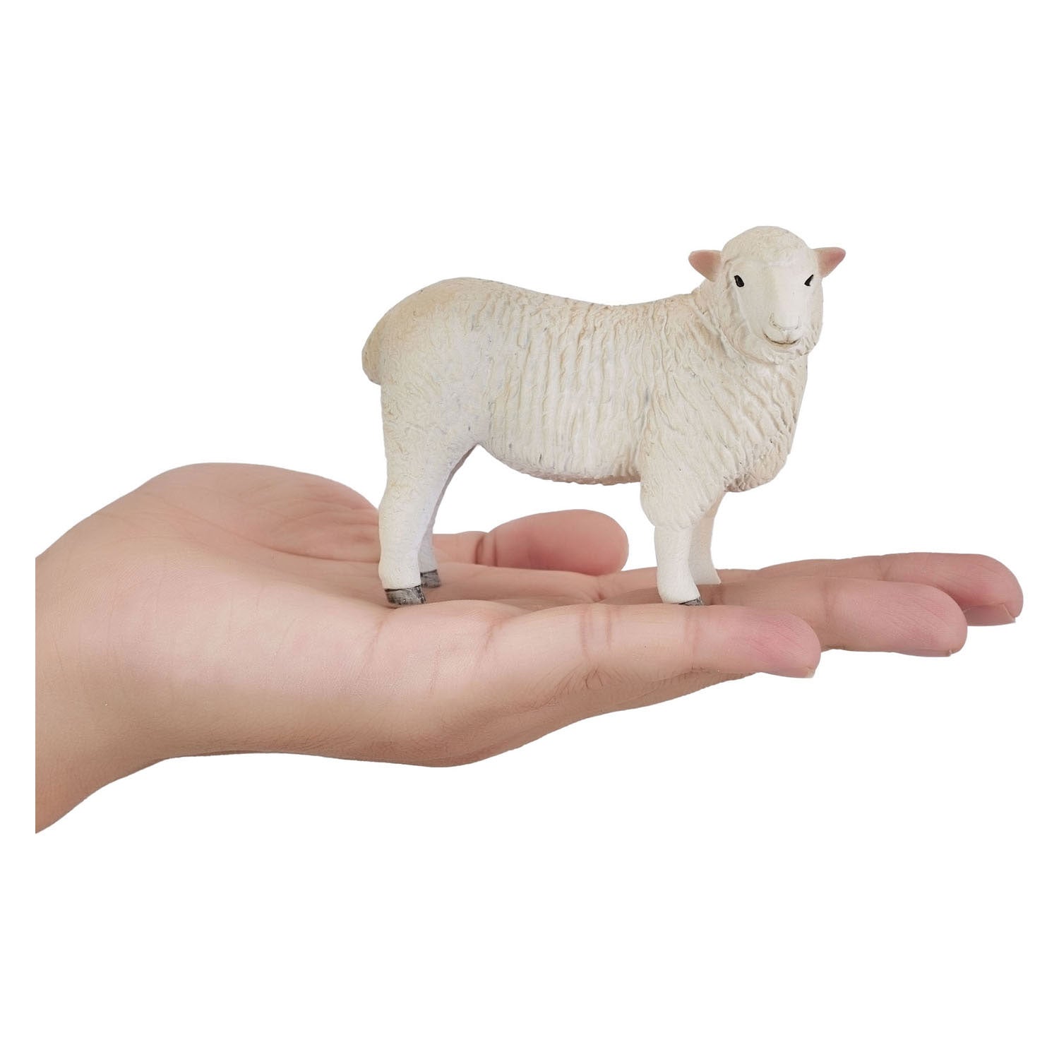 Mojo landbouwgrond romney schaap ooi - 381064