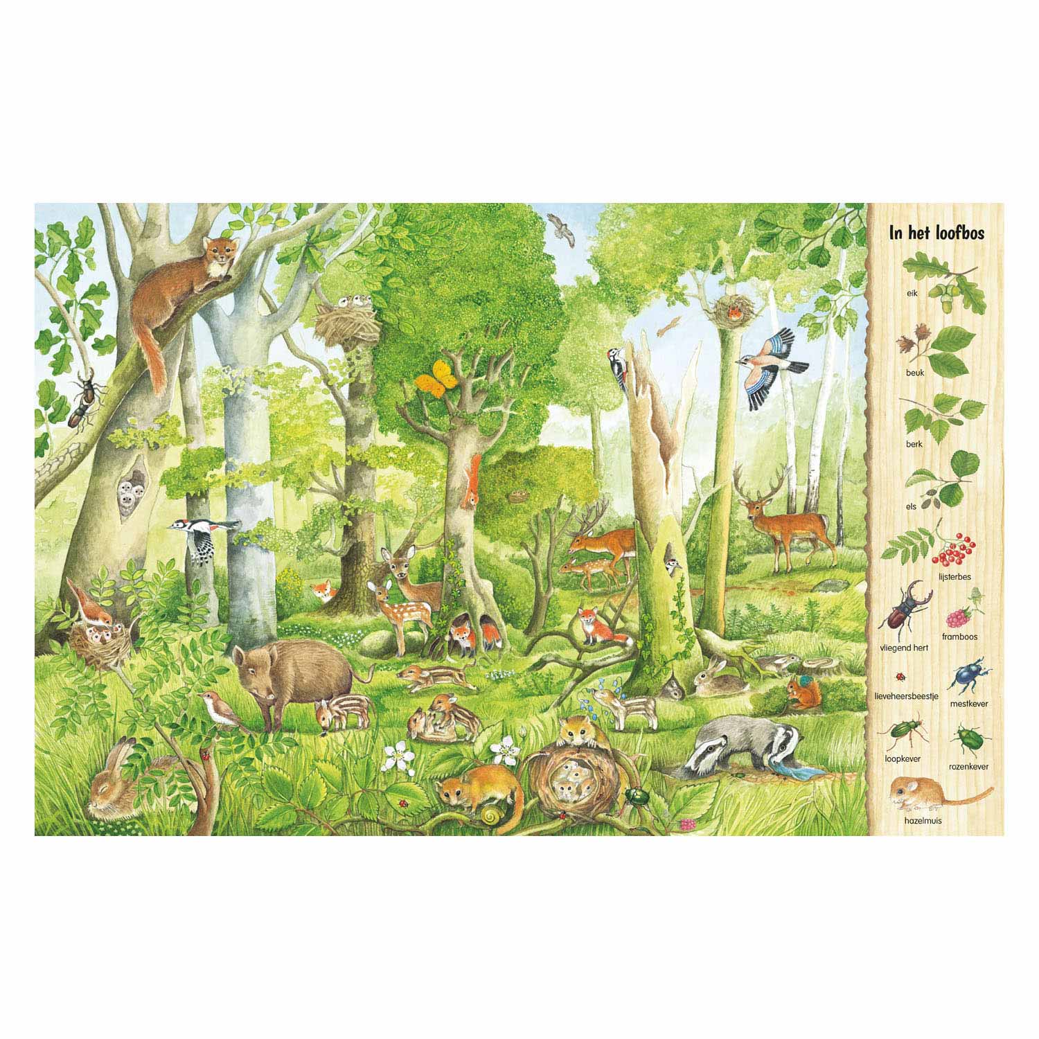 Deltas kijk- en zoekboek - in het bos