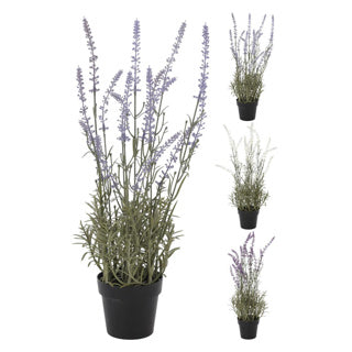 Lavendelplant in pot 46 cm assorti