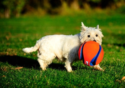 Chuckit kick-fetch