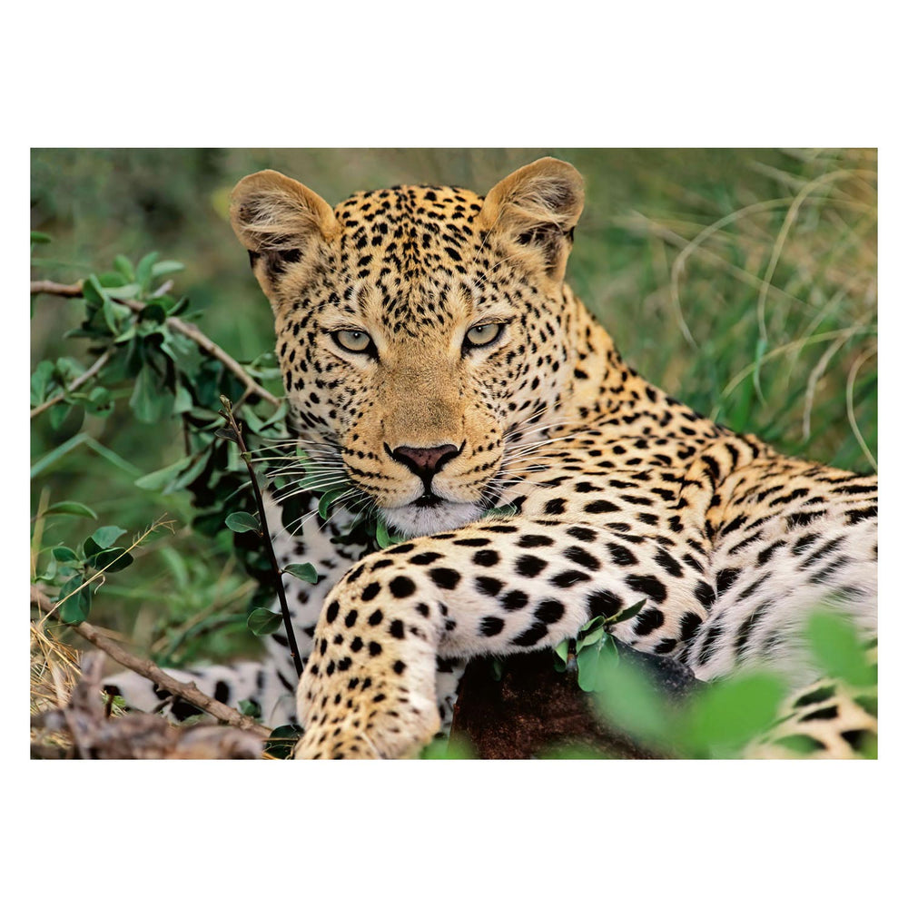 Ravensburger Leopard Jigsaw Puzzle, 100 pcs. XXL