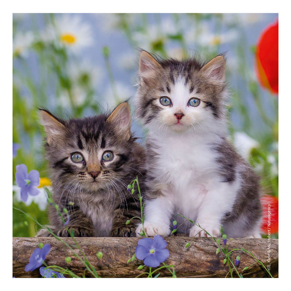 Ravensburger cats puzzle - 3x49 pieces - children's puzzle