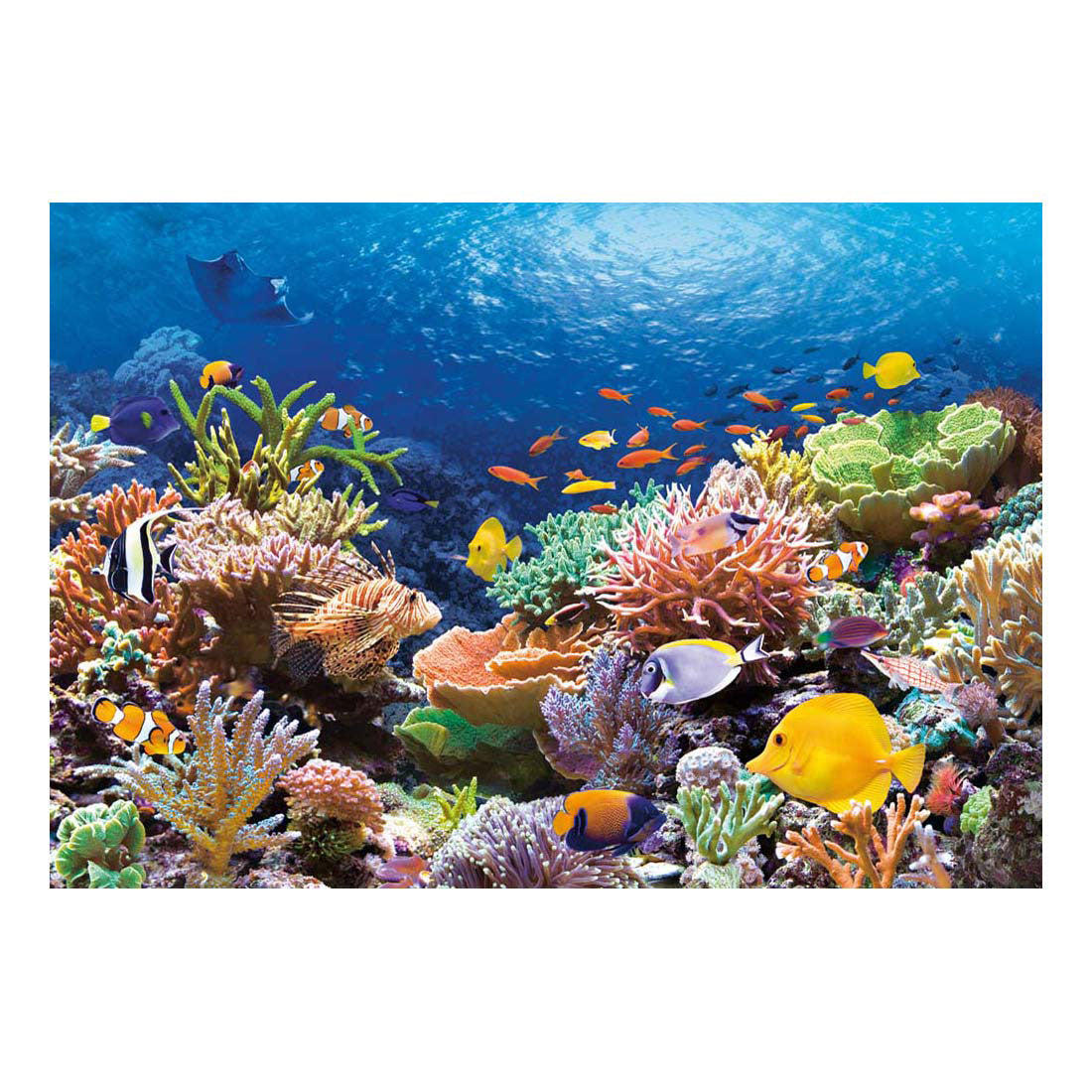 Selecta castorland legpuzzel coral reef fishes, 1000st.