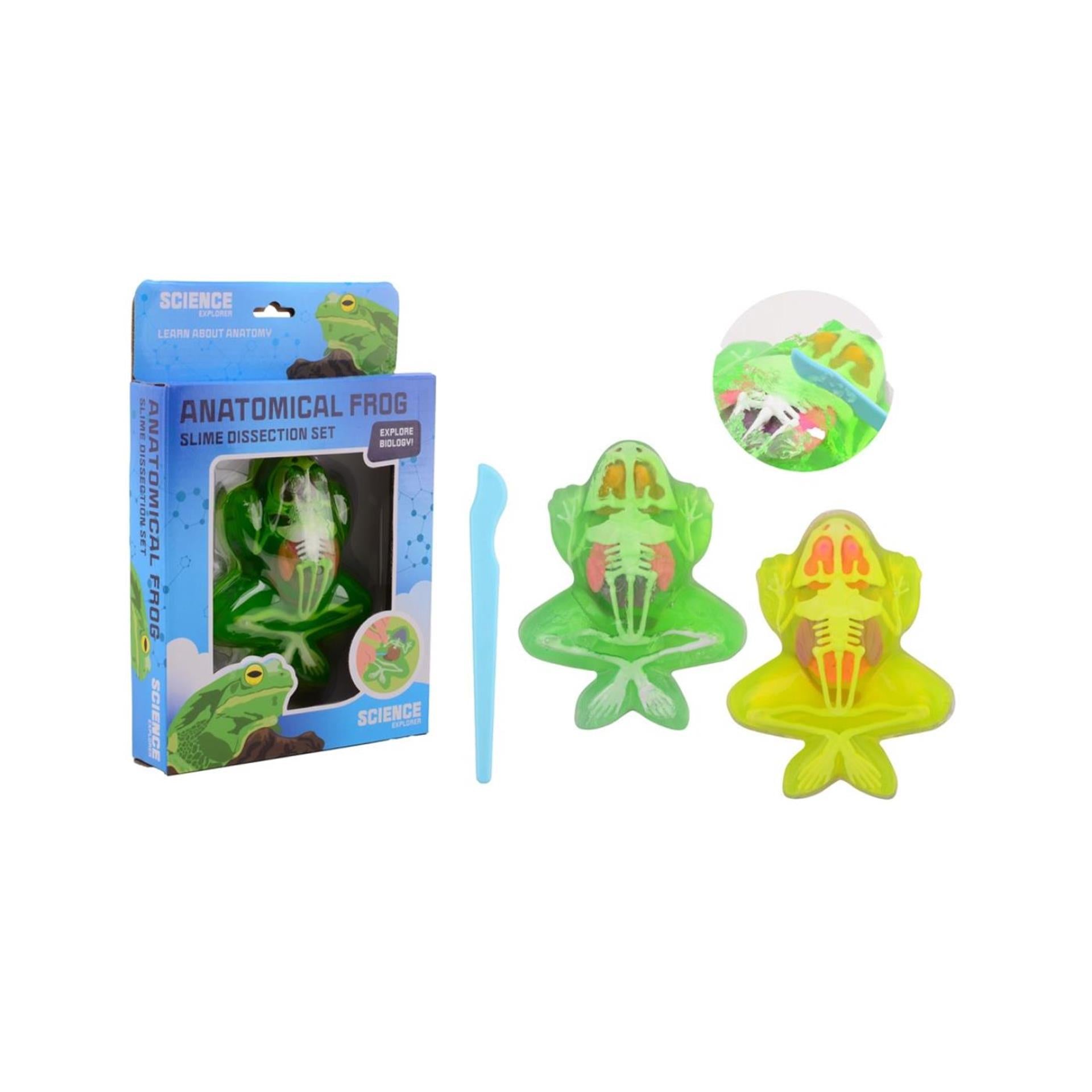 Johntoy science explorer kikker anatomie slijm