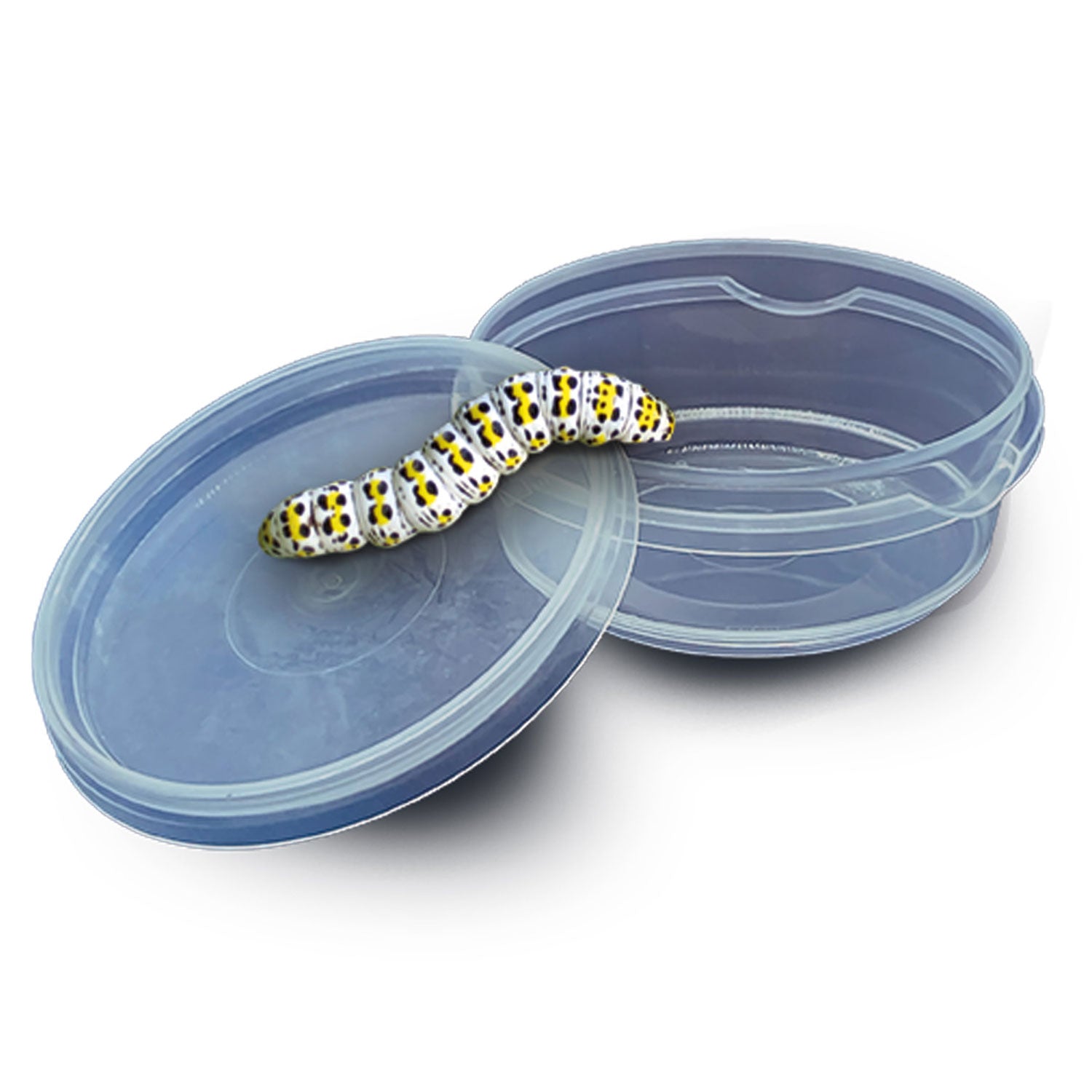 Ses explore - insectenverkenner