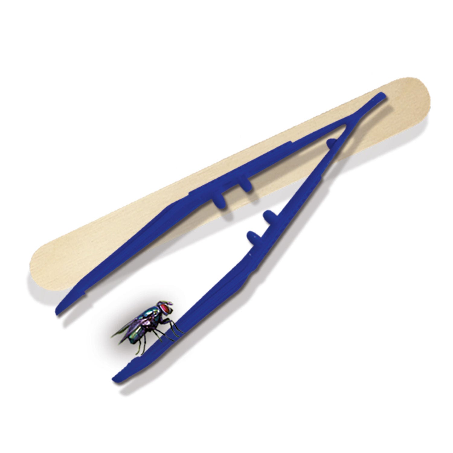 Ses explore - insectenverkenner