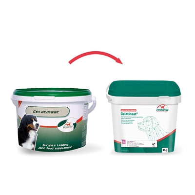 Oer-Gelatinaat hond
