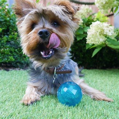 Biosafe Puppy snackbal blauw