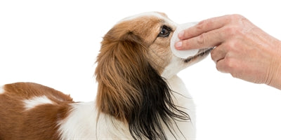 Trixie Oogverzorging reinigingspads voor ogen