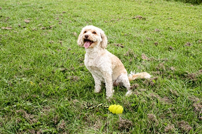 Happy pet grrrelli soft tugger geel