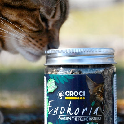 Croci Euphoria kattenkruidpot