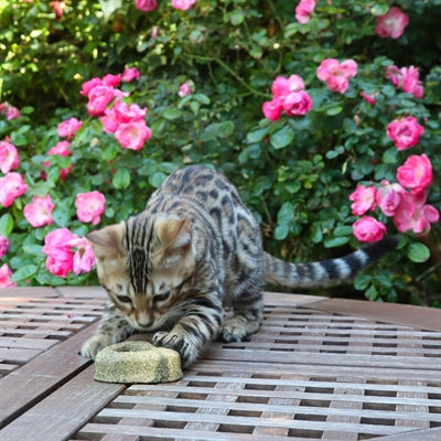 Croci euphoria kattenkruid hart