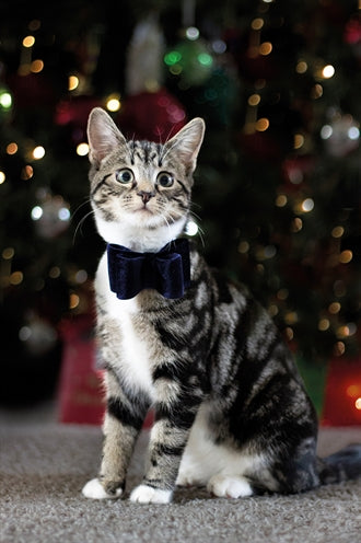 Cupido komeet luxe vlinderstrik fluweel blauw