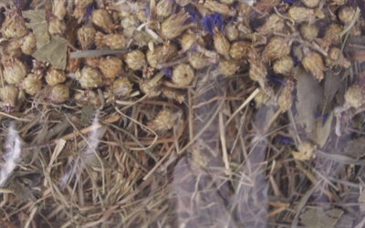 Uitstekende kruidenhooi korenbloem en berkenblad