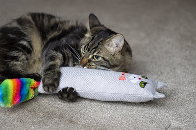 Rosewood Moody moggy regenboogkicker