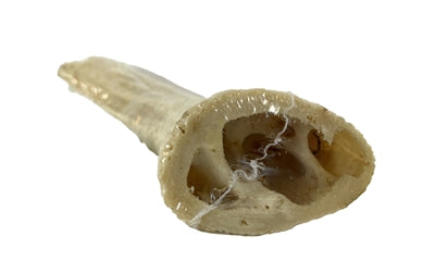 Petsnack hoorn kern