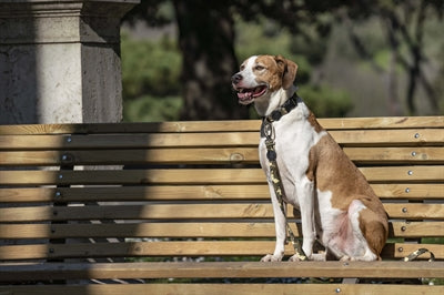 Morso hondenriem gerecycled volledig metalen hond bruin