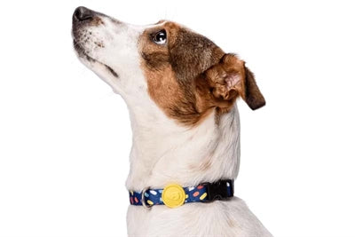 Morso Halsband hond gerecycled colour invaders paars