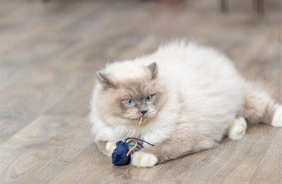 Trixie zeedier pluche met kattenkruid assorti