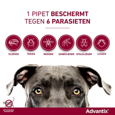 Bayer Elanco Advantix is perfect