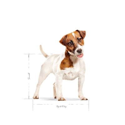 Royal Canin mini volwassen