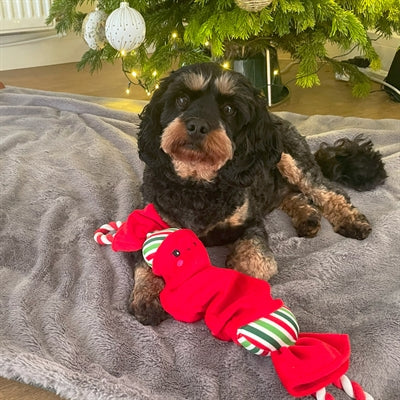 Happy Pet Top N Tail Ropee Kerstcracker Rood