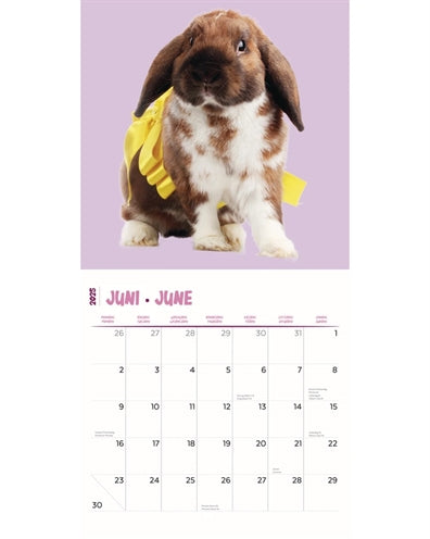 Kalender konijnen studio 2025