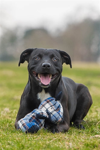 Palissander bosbessenbier geruit blauw