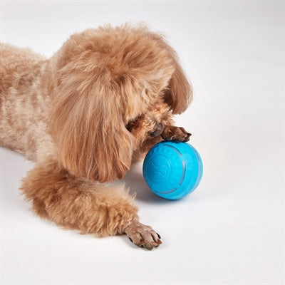 Fofos rolbal oplaadbaar voor honden