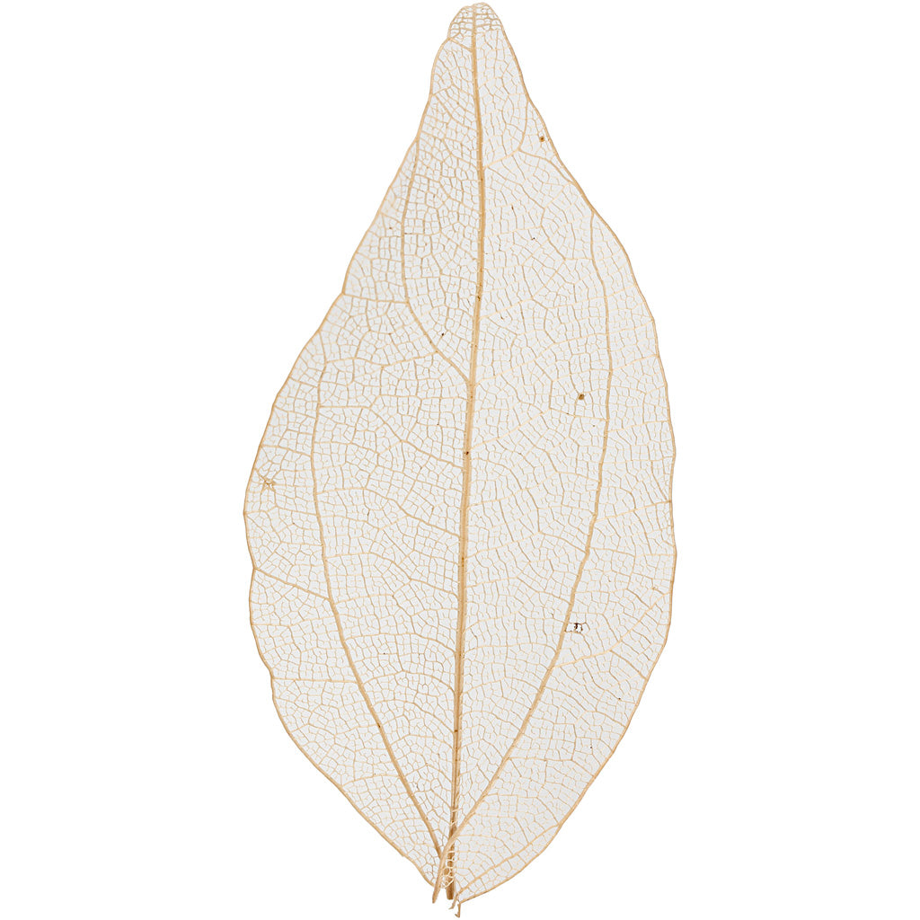 Creativ company skeletbladeren naturel gedroogde bladeren, 20st.