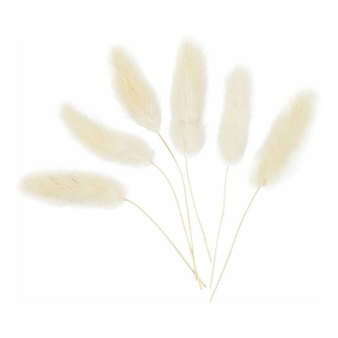 Creative company bunny tail grass, 6 pcs.