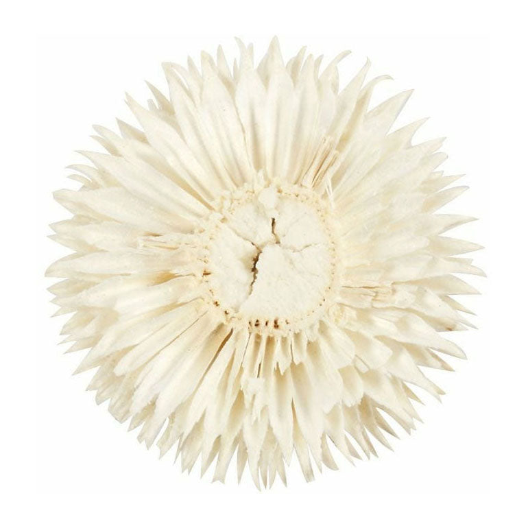 Creativ Company Dried Flowers