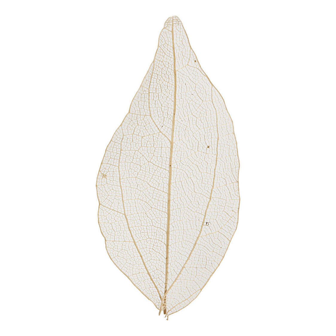 Creativ company skeletbladeren naturel gedroogde bladeren, 20st.