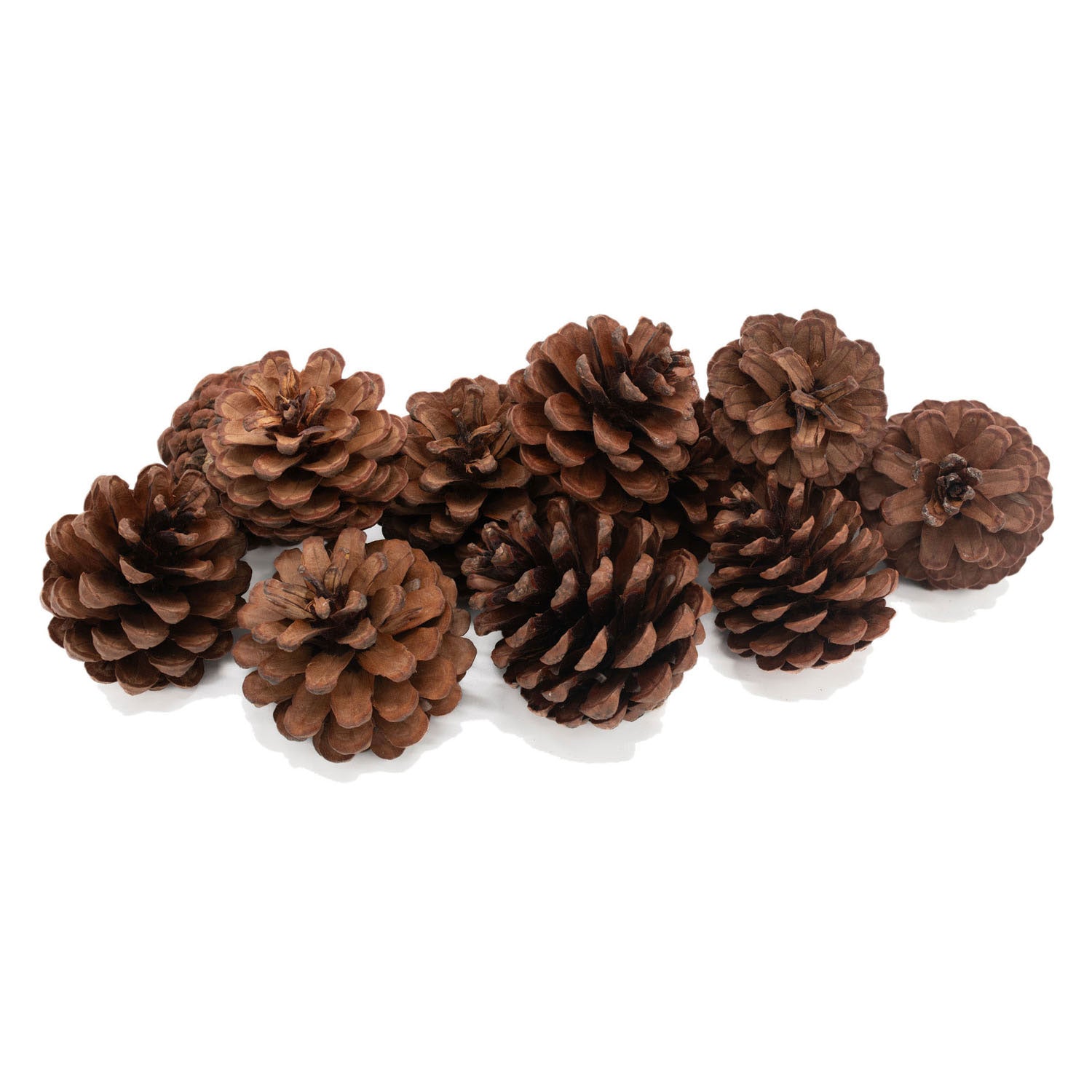 Kleuringen - dennenappels, 12st.