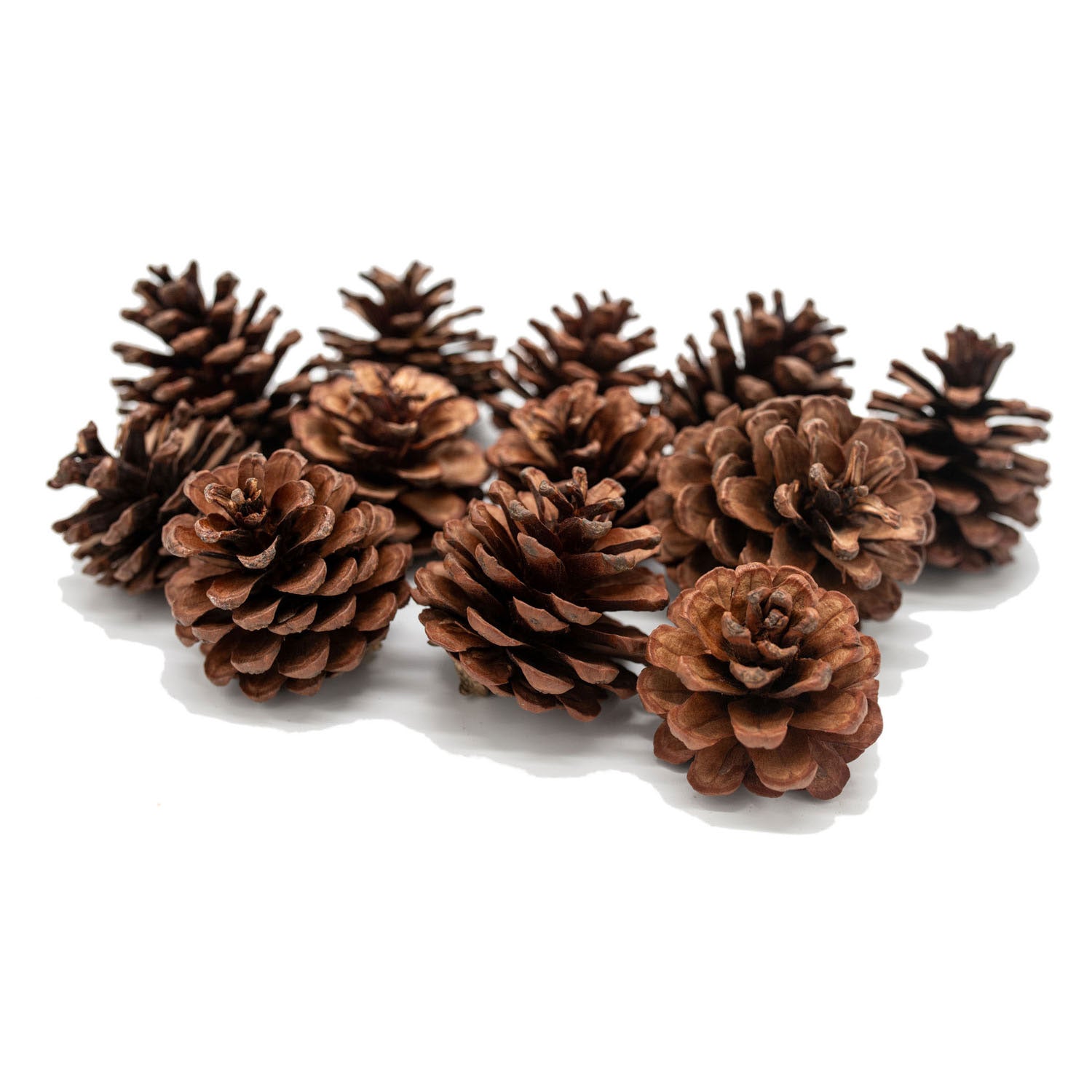 Kleuringen - dennenappels, 12st.