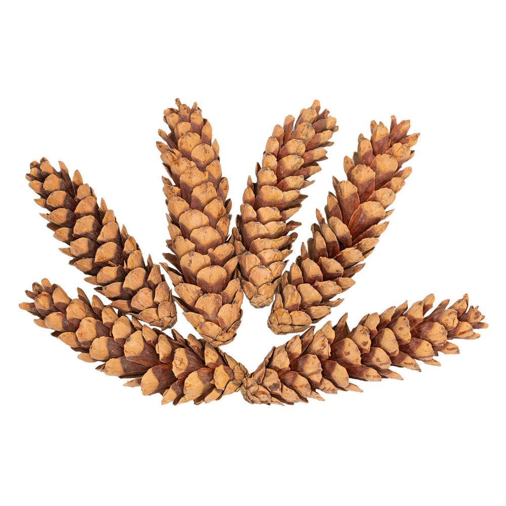 Kleuringen - natuurlijke strobuskegels, 6st.