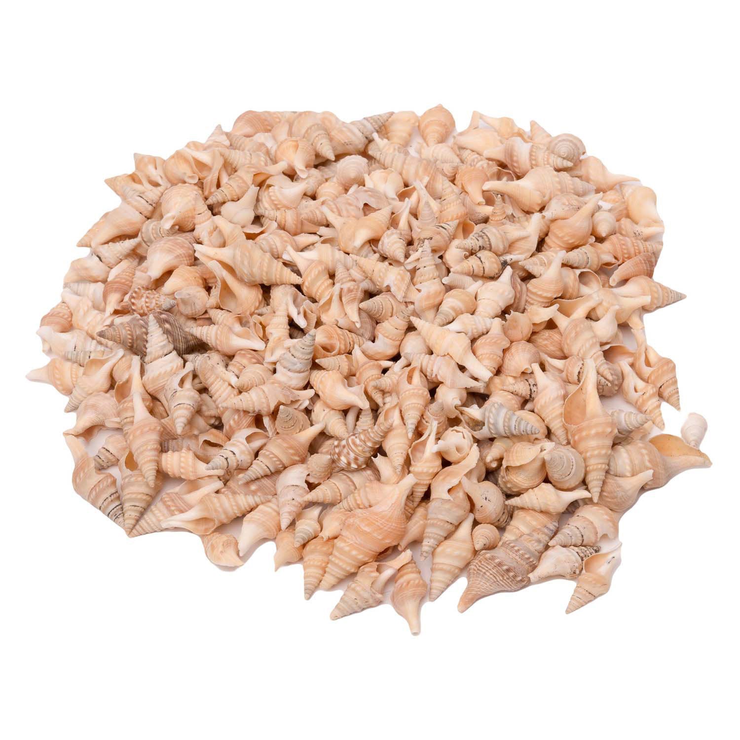 Kleurstoffen - zeeschelpen turrid, 400g